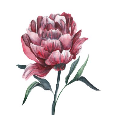 Kırmızı şakayık. İzole edilmiş beyaz arkaplanda suluboya çizimi