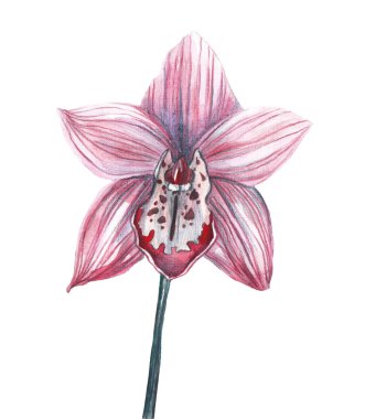 Pembe orkide. İzole edilmiş beyaz arkaplanda suluboya çizimi