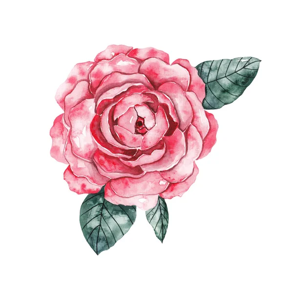 Hermosa Rosa Rosa Con Hojas Verdes Ilustración Acuarela Sobre Fondo — Foto de Stock
