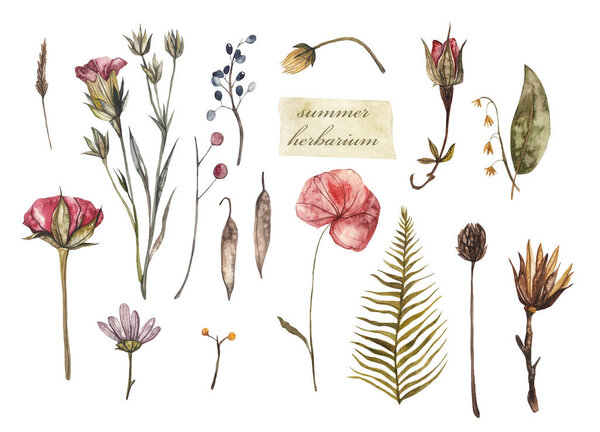 Summer herbarium. Dried flowers and plants, watercolor illustration on white isolated background
