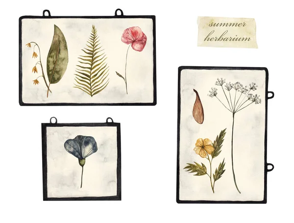 Zomer Herbarium Gedroogde Bloemen Planten Frames Aquarel Illustratie Witte Geïsoleerde — Stockfoto