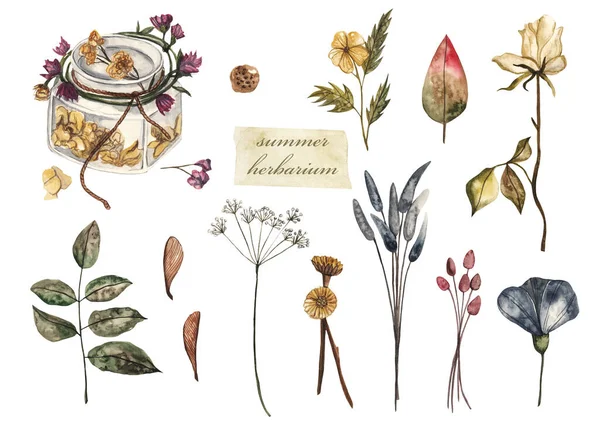 Sommarherbarium Torkade Blommor Och Växter Akvarell Illustration Vit Isolerad Bakgrund — Stockfoto