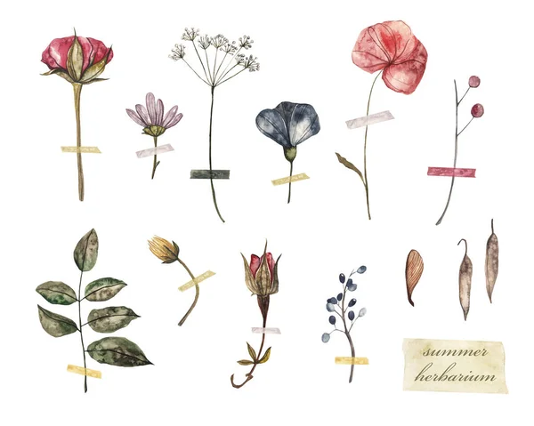 Sommarherbarium Torkade Blommor Och Växter Akvarell Illustration Vit Isolerad Bakgrund — Stockfoto