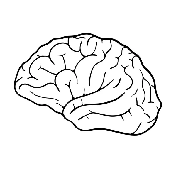 Menschliches Gehirn Auf Weißem Hintergrund Vektorillustration — Stockvektor