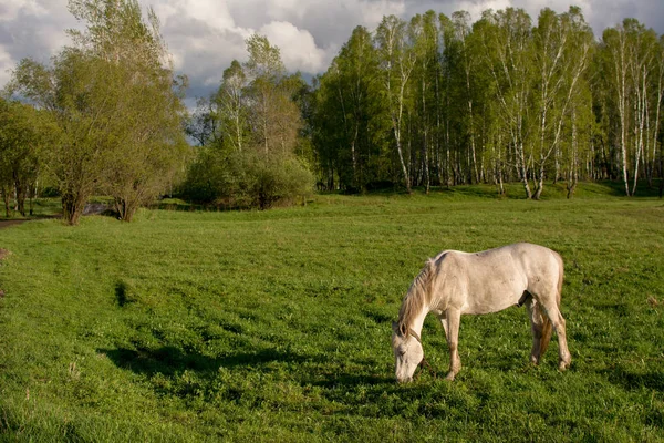 Cavalo cinza pastando de manhã em um campo verde contra um céu azul com nuvens brancas — Fotografia de Stock