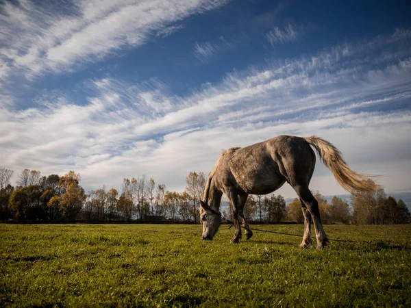 Cavalo cinza pastando de manhã em um campo verde contra um céu azul com nuvens brancas — Fotografia de Stock