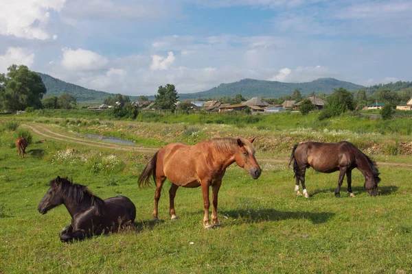 Cavalos Caseiros Pastam Campo Verde Nos Arredores Aldeia — Fotografia de Stock
