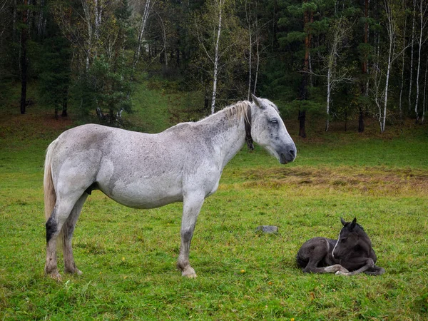 Cavalo Branco Com Potro Recém Nascido Marrom Chuva Uma Clareira — Fotografia de Stock