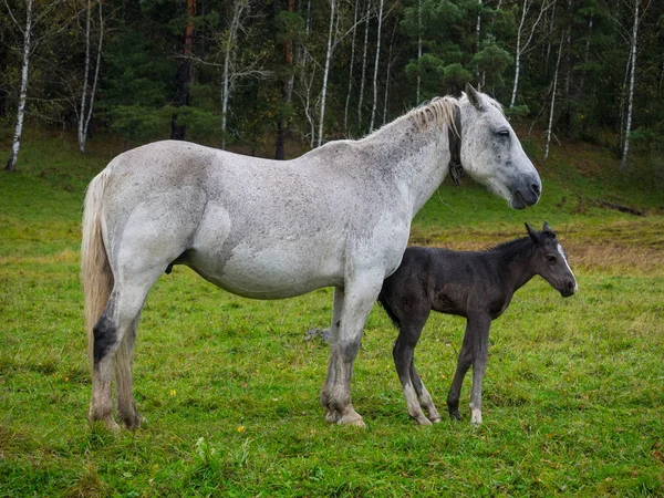 Cavalo Branco Com Potro Recém Nascido Marrom Chuva Uma Clareira — Fotografia de Stock