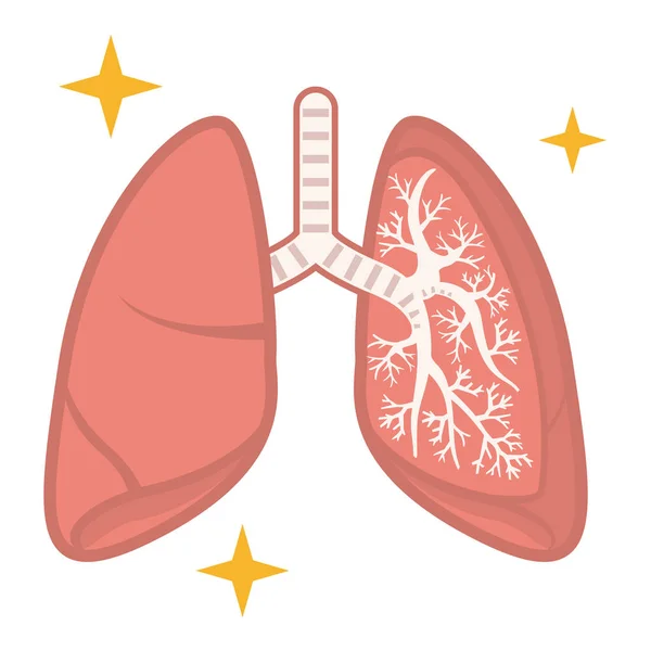 Ilustração de pulmões saudáveis — Vetor de Stock