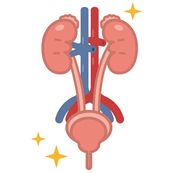 Ilustração da urologia —  Vetores de Stock