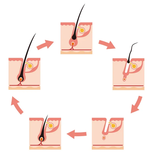 Εικονογράφηση ενός κύκλου μαλλιά — Διανυσματικό Αρχείο