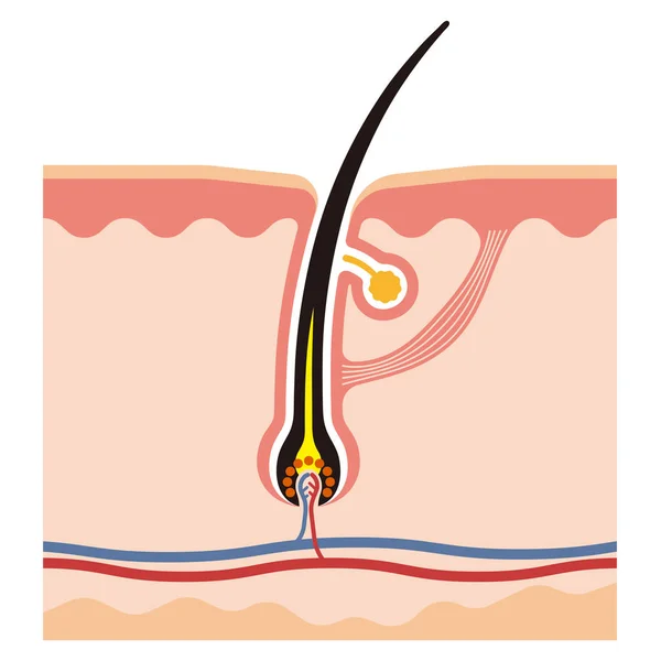 Illustration de racine de cheveux — Image vectorielle