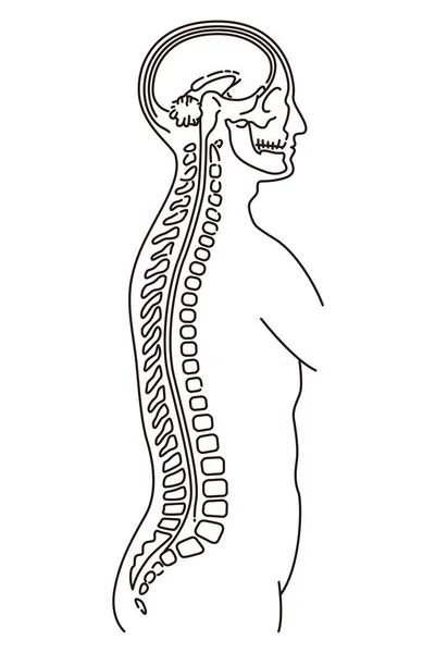 Illustration du corps humain de l'examen IRM — Image vectorielle