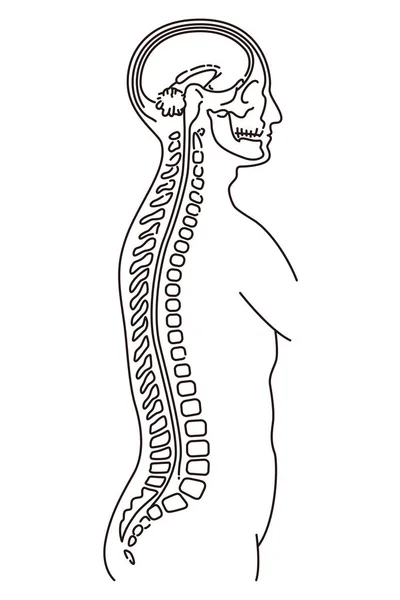 Mri 検査の人体図 — ストックベクタ