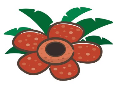 Dünyanın en büyük çiçek Rafflesia 'sının tasviri