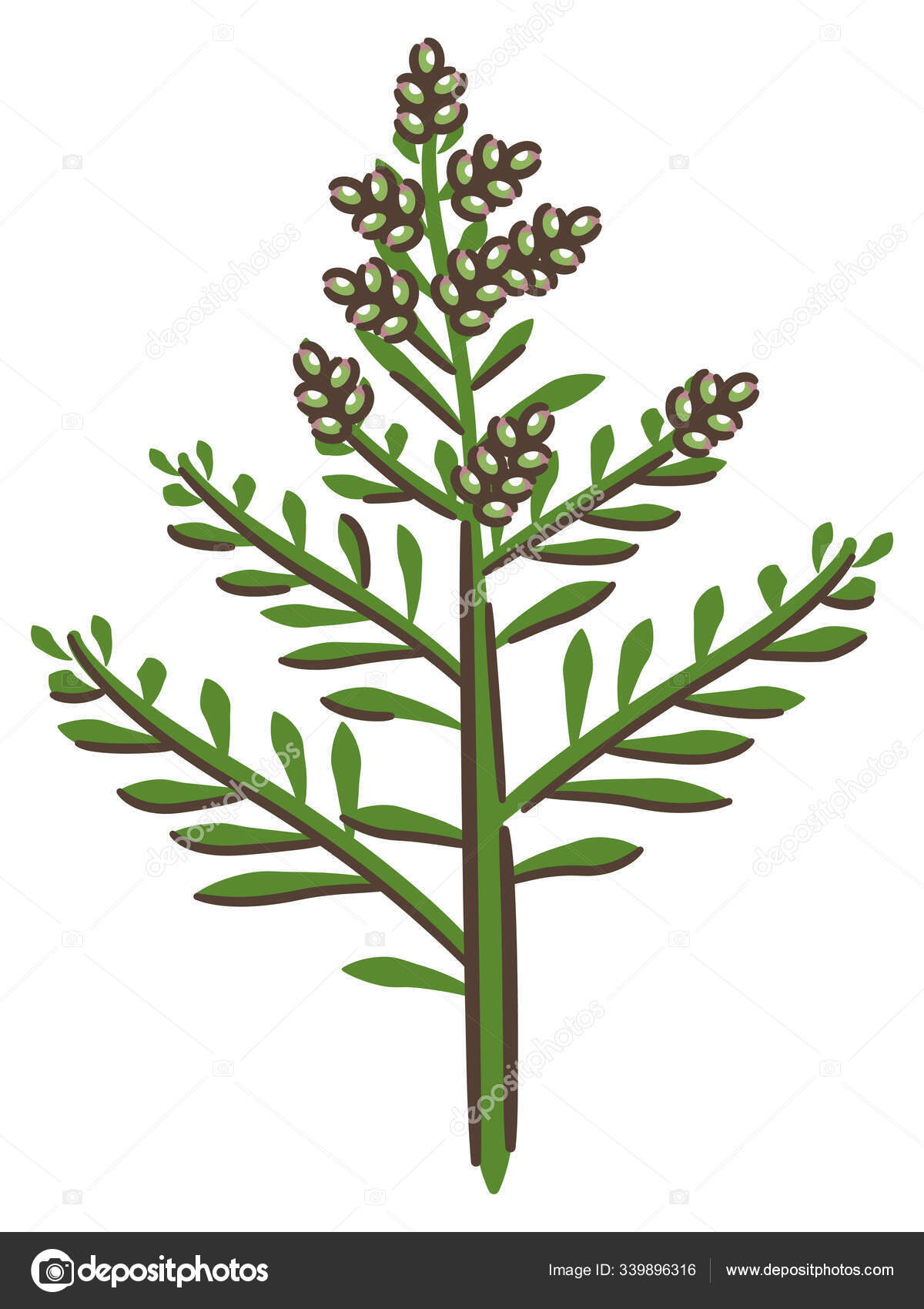 Japanese mugwort flowers in Japan.Flower causes hay fever. Stock Vector