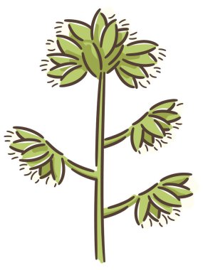 Dactylis glomerata, aynı zamanda horoz ayağı, meyve bahçesi otu ya da...