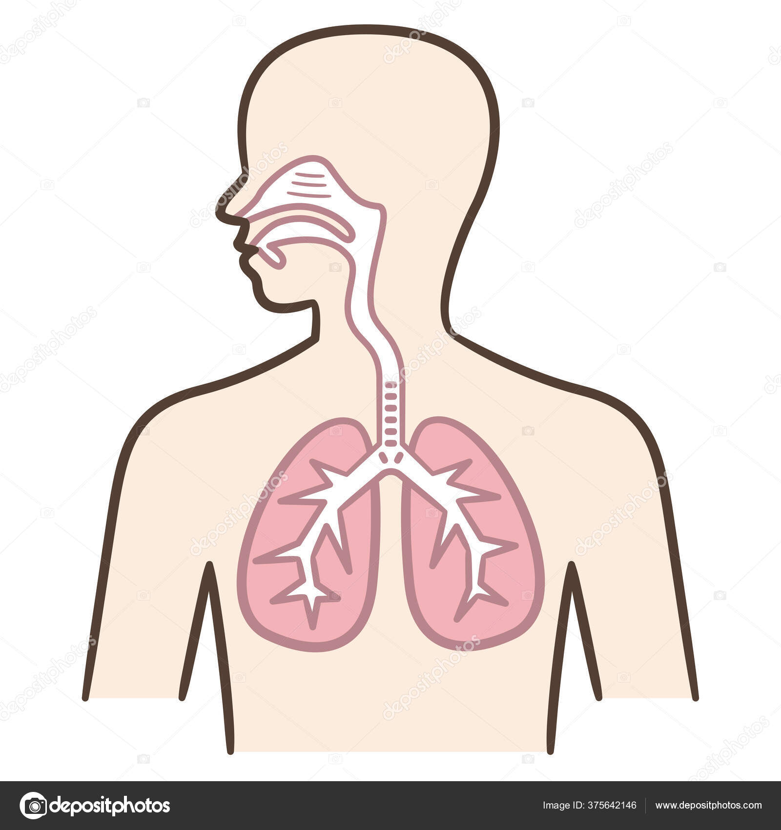 How to draw Lungs diagram | Science drawing, Biology diagrams, Biology  lessons
