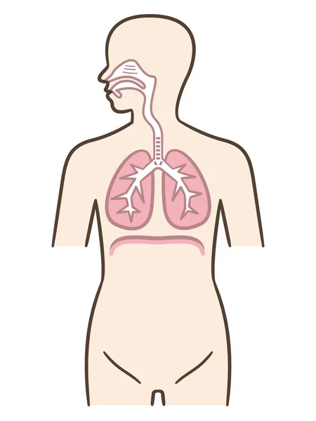 科学と生物学のための呼吸器系及び横隔膜筋 — ストックベクタ