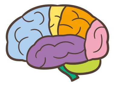 İnsan beyin anatomisi yapısı. İnsan beyni anatomisi çizimi.