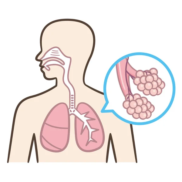 Illustrazione Vettoriale Anatomica Del Sistema Respiratorio Umano Diagramma Della Sezione — Vettoriale Stock