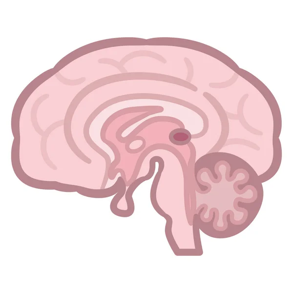 Sección Transversal Del Cerebro Humano Ilustración Vectorial — Archivo Imágenes Vectoriales