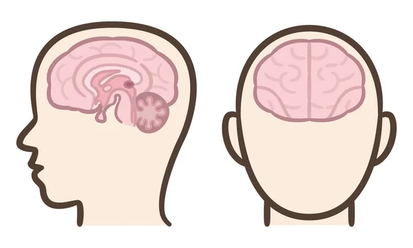 Mediana Del Cerebro Humano — Archivo Imágenes Vectoriales