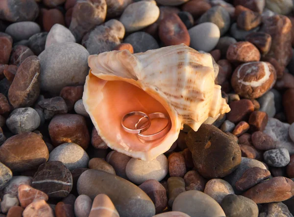Altın alyans seashell taş bir plajda içinde çifti