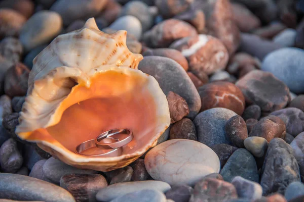 Taş bir plajda seashell çifti düğün altın yüzük