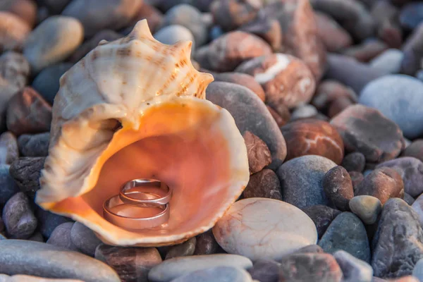 Taş bir plajda seashell çifti düğün altın yüzük