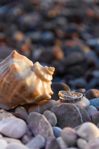 Altın alyans seashell taş bir plajda yakınındaki çifti. Verti