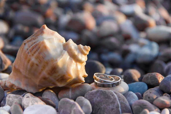 Altın alyans seashell taş bir plajda yakınındaki çifti