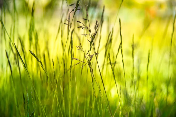 Yaz yeşili arka plan