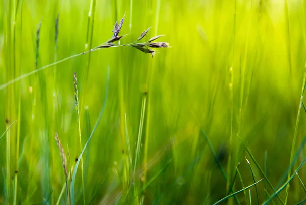 Yeşil çimenlerde mor çivi. Arka plan