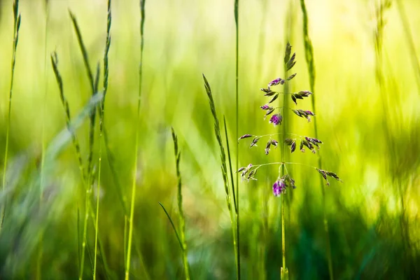 Yeşil çimenlerde mor çivi. Arka plan