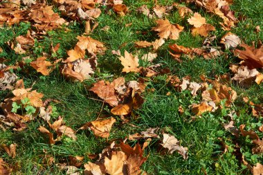 yellow, green, golden leaves of a maple branch in autumn