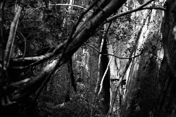 Limestone Tree Black White — Stock Photo, Image