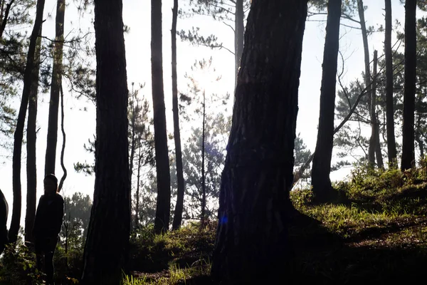 Pine Trees Sagada Mountain Province Philippines — Stock Photo, Image