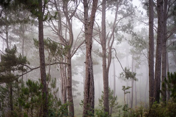 Pine Trees Sagada Mountain Province Philippines — Stock Photo, Image