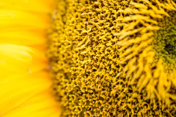 Close Shot Beautiful Sunflower — Stock Photo, Image