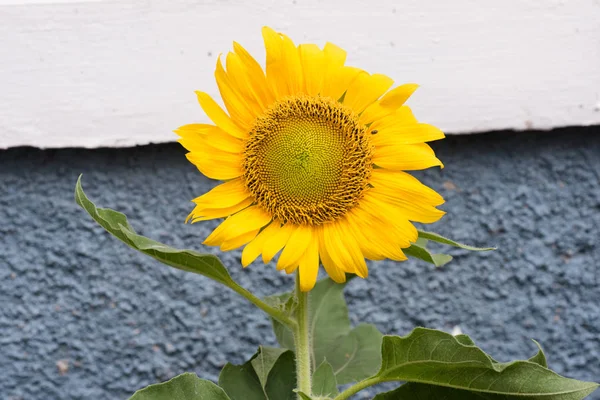 Close Shot Dari Bunga Matahari Yang Indah — Stok Foto