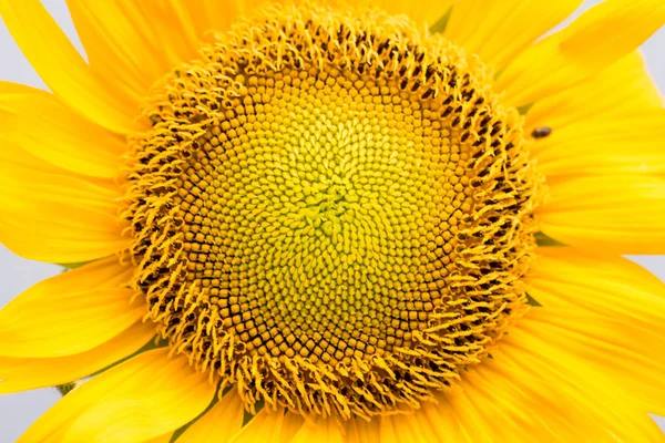 Primo Piano Bel Girasole — Foto Stock