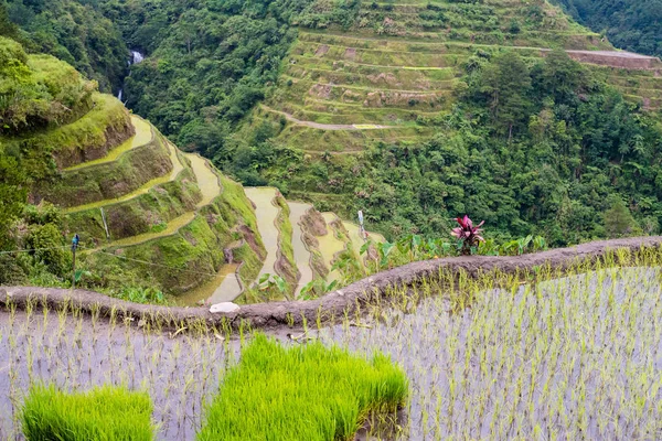 Banaue Rice Terraces Filippine 2017 — Foto Stock