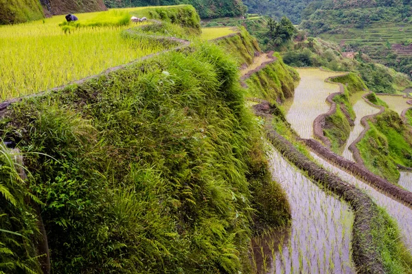 Banaue Rice Terraces Filippine 2017 — Foto Stock