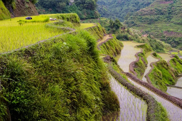 Banaue Rice Terrazas Filipinas 2017 —  Fotos de Stock