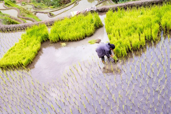 Banaue Rice Terasları, Filipinler. 2017