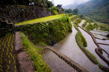 Banaue Rice Terasları, Filipinler. 2017