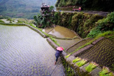 Filipinler 'deki Banaue Rice Teraslarında kırmızı şemsiyeli çiftçi yağmur mevsiminde pirinç ekiyor. 2017