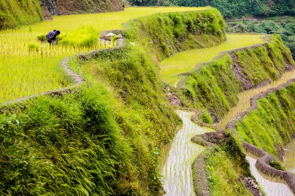 Banaue Rice Terraces Filippine 2017 — Foto Stock